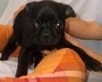 Dix Hills Puppy Thief Sought by Police stolen pug