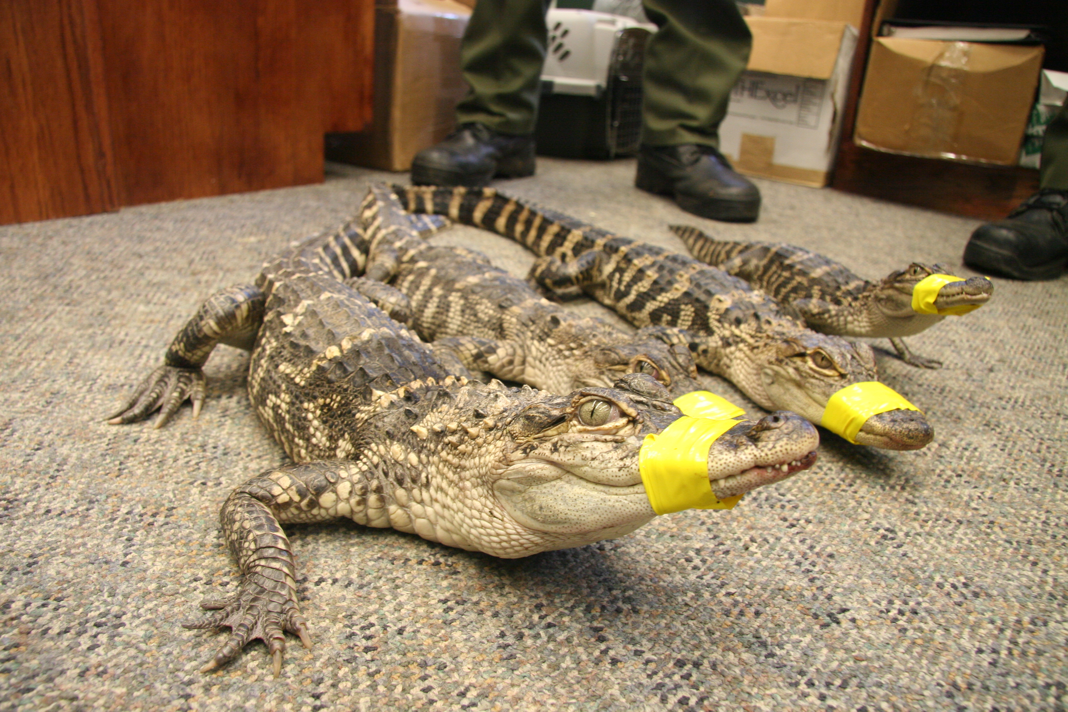 4 Alligators Found in Peconic River gators