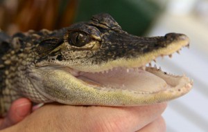 alligator