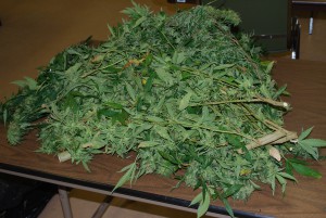 Southampton police released this image of the pot plants they said they found during a traffic stop this weekend.