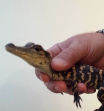 Alligator No. 20 Found in Islip Home 20th alligator discovered on Long Island
