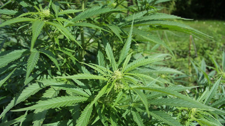 New York 23rd State to Legalize Medical Marijuana medicalmarijuana