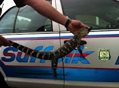 Suffolk police found this alligator in Mastic Beach Sept. 28.