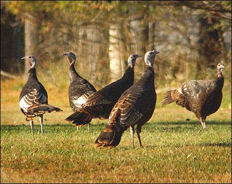     New York State DEC conducting looking to gather data about turkey population (BNL photo).