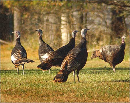 New York State DEC conducting looking to gather data about turkey population (BNL photo).