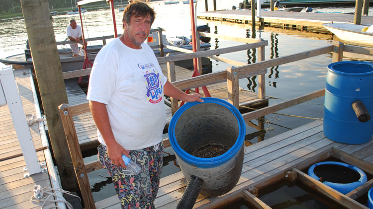 Oyster Bay Clam