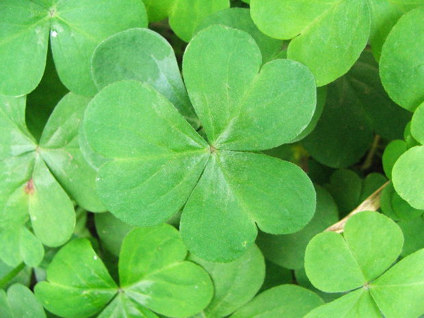 clovers