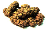 Kopi Luwak coffee