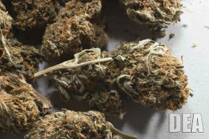 marijuana1