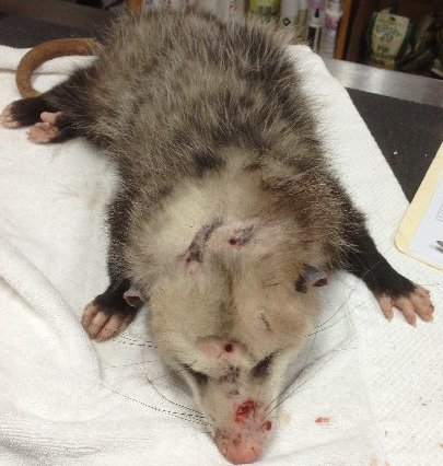 opossum