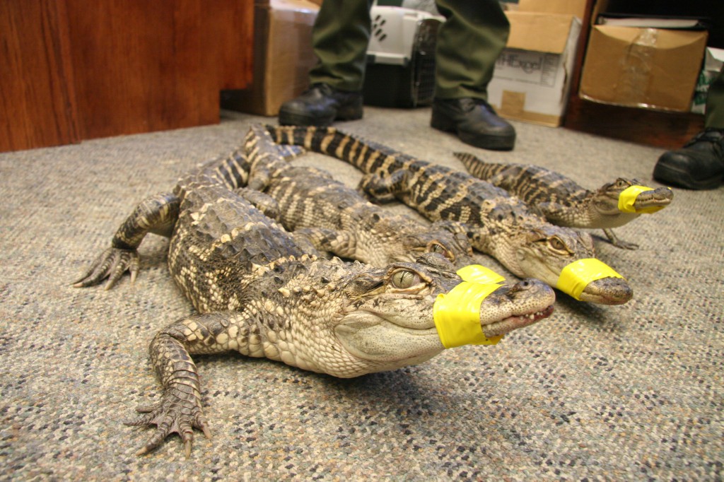 Alligators discovered in the Peconic River last April. (DEC)