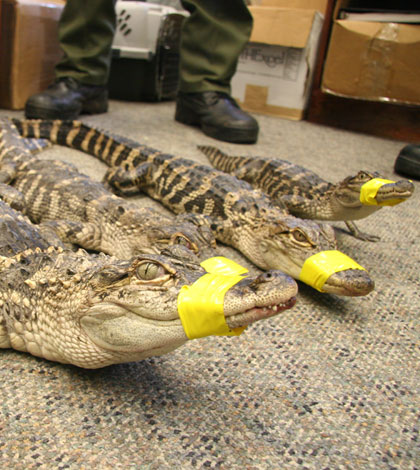 Long Island alligators