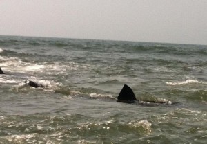 Shark sightings have been reported in the water near Atlantic Beach twice in the past week. This shark was spotted on July 24, 2013. (Credit: Rick Weinstock/Atlantic Beach Manager/Lifeguard) 