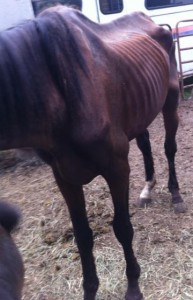 The Suffolk County SPCA released this photo of one of the horses.