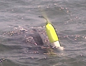 The New York State Department of Environmental Conservation released this image of a leatherback sea turtle they saved last week.