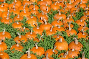pumpkins