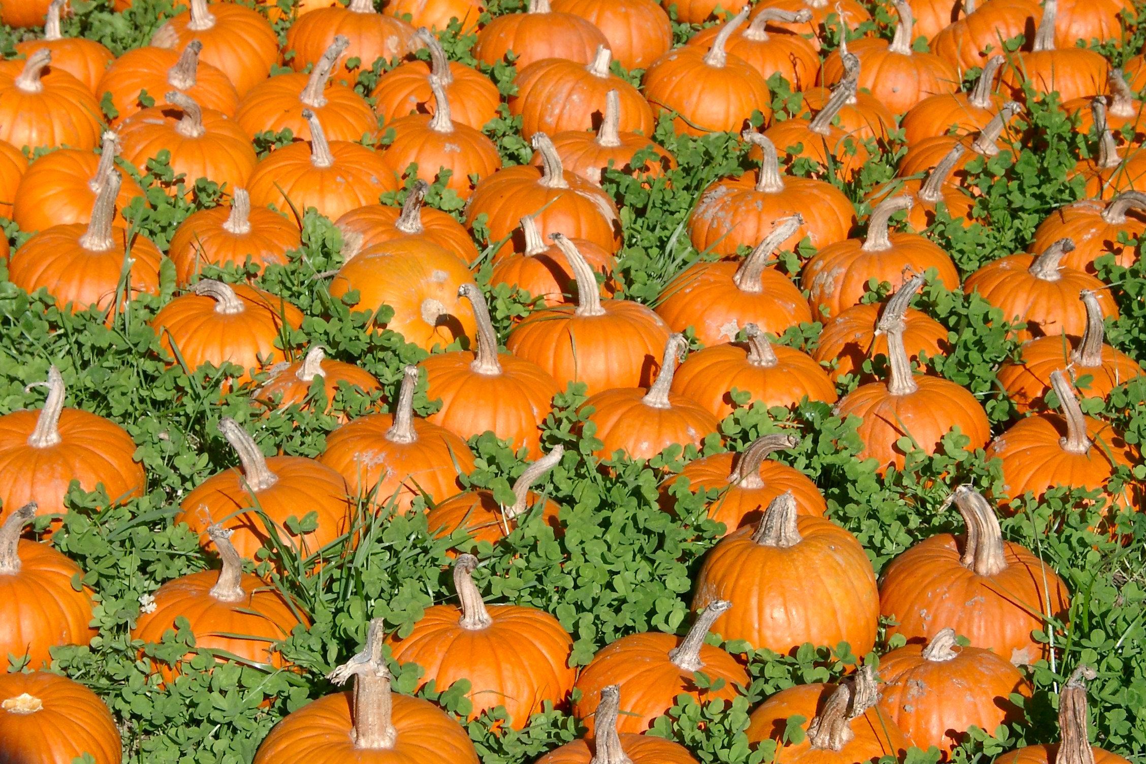 Image result for pumpkins