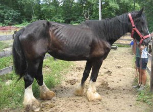 The Suffolk County SPCA said this is one of the five neglected horses.