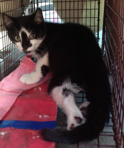 This kitten had to be put down after being shot with a pellet gun.