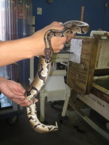This python was found on a side street in Bay Shore on Tuesday, Aug. 13, 2013.