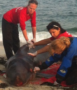 Marine biologists euthanized a pygmy sperm whale at Gilgo Beach on Tuesday, Aug. 20, 2013.