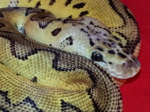 This Ball Python was advertised for sale on the suspect's website.