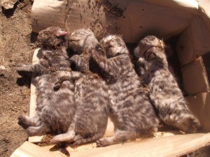 The Suffolk County SPCA said four kittens with their throats slashed were found in Riverhead.