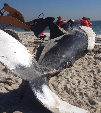 Whale on Long Island