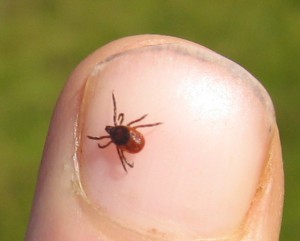 Deer ticks, like these, transmit Lyme disease to humans, including Long Island residents.