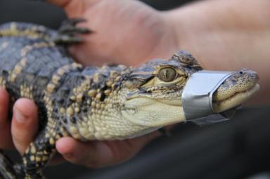 gator