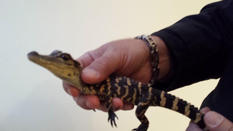 This alligator is the 20th gator discovered on Long Island since late last year. (Photo: Suffolk County SPCA) 