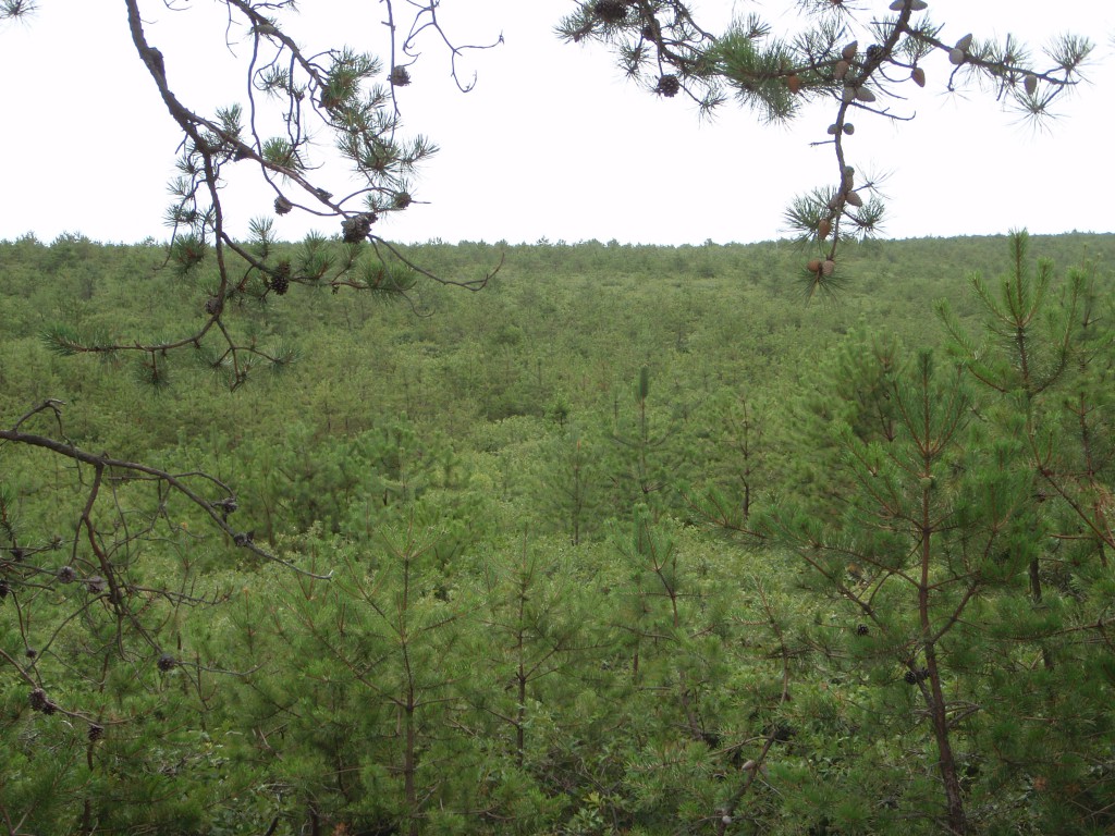 The 30,000 acres of Pine Barrens in Suffolk were preserved 20 years ago to protect Long Island's drinking water supply from pollution.