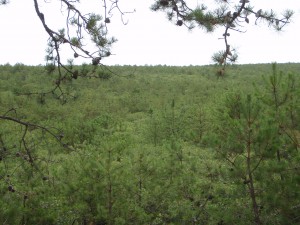 pine barrens