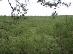 pine barrens