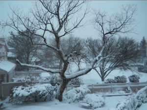 Snow-covered trees in Island Park. (Photo credit: Joe Abate) 