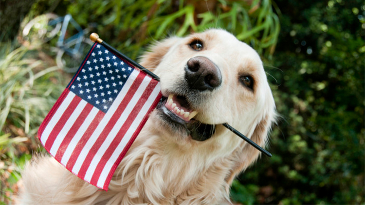 ASPCA - National Dog Fighting Awareness Day