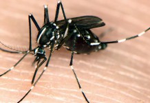 Asian Tiger Mosquito