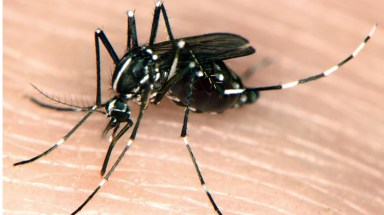 West Nile Virus 1