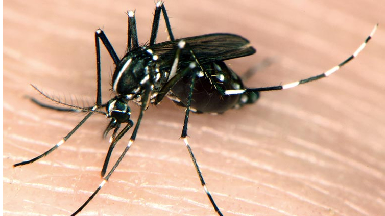 West Nile Virus 1