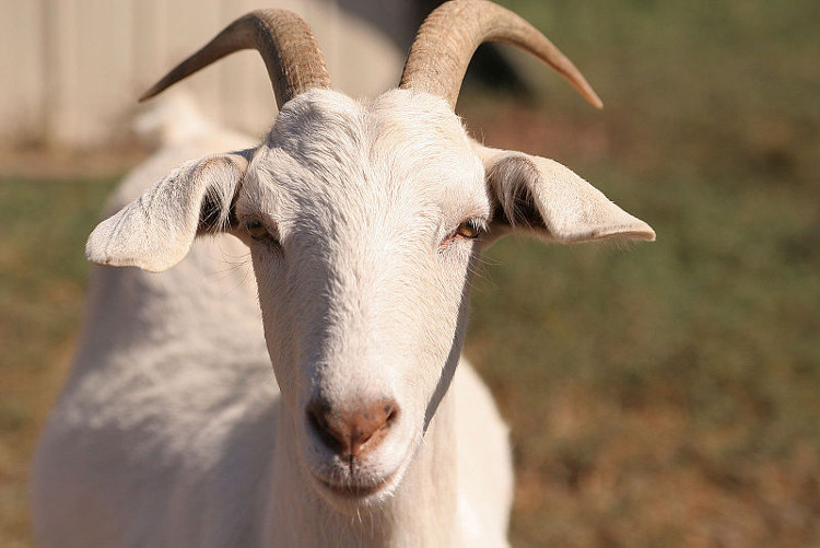 New York State DEC Goats Invasive Species