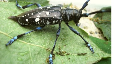 Asian Longhorn Beetle