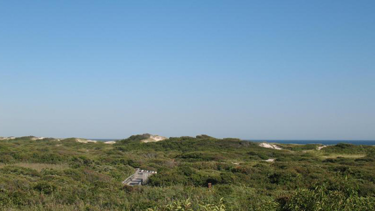 A Beginner’s Guide to Summer on Fire Island