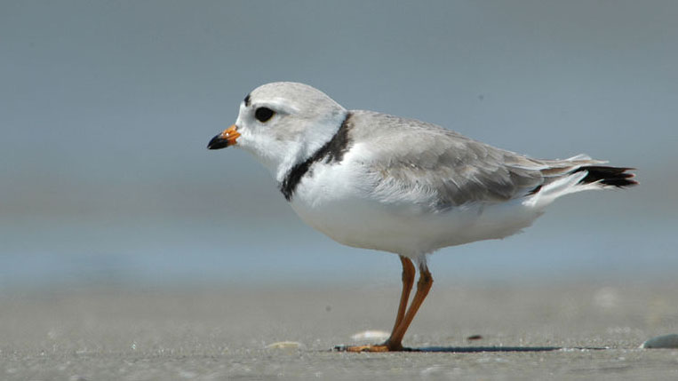 pipingplover