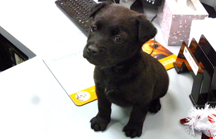The Suffolk County SPCA is asking the public for information regarding the woman who dumped a black puppy in a Centereach clothing bin on Wednesday. (Photo credit: Suffolk SPCA) 