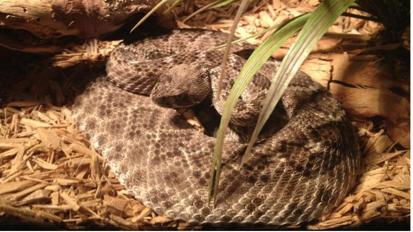 Diamondback rattlesnake