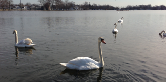 Mute Swans New York Long Island