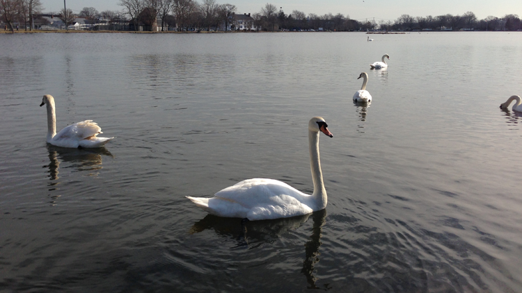 Mute Swans New York Long Island