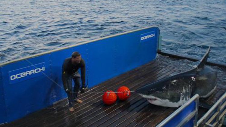 Mary Lee was tagged by scientists off Cape Cod three years ago (Photo courtesy of OCEARCH)