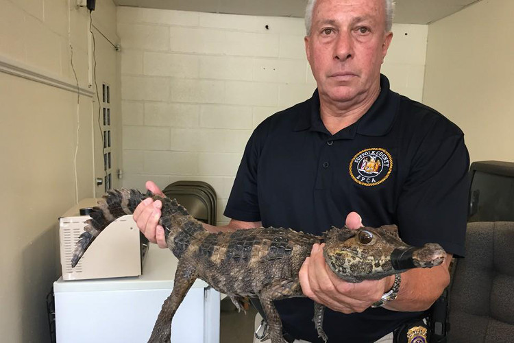 Suffolk SPCA Chief Roy Gross holding an "aggressive" crocodile captured in Melville.