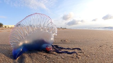 Portuguese Man o’ War